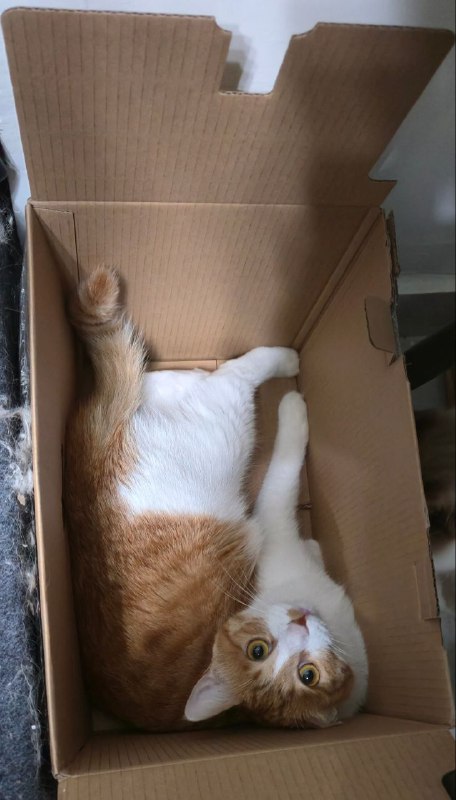 nekobox vol.2