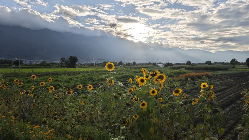 #碎碎念 #旅游 这个向日葵很有感觉所以给大家看看 🥰🥰