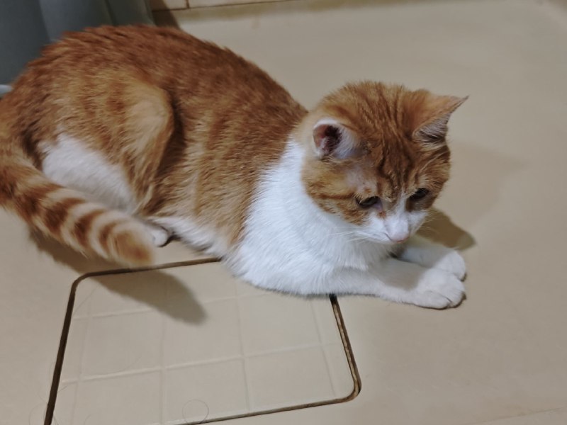 笨喵揣手手笨喵追尾巴笨喵揣手手笨喵追尾巴