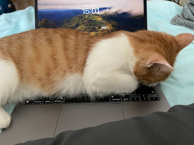 #猫 #碎碎念p1 猫和老鼠p2 还在gop3 表情包p4 不太聪明的样子小猫咪生来就是要被撸的呜呜呜#猫 #碎碎念p1 猫和老鼠p2 还在gop3 表情包p4 不太聪明的样子小猫咪生来就是要被撸的呜呜呜