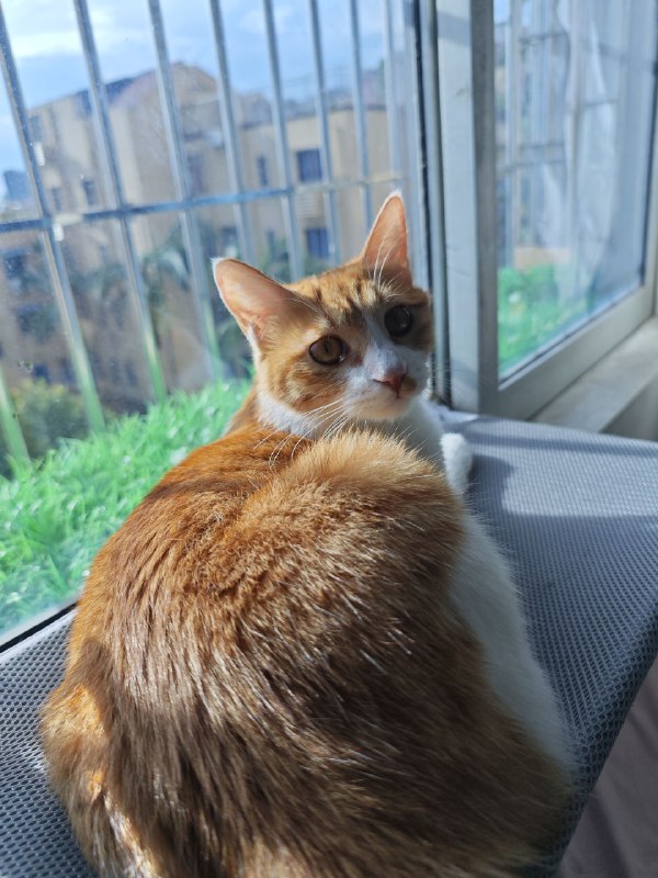 #猫 #碎碎念腊八真的好喜欢这个吸盘吊床耶#猫 #碎碎念腊八真的好喜欢这个吸盘吊床耶