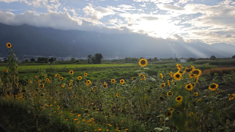 #碎碎念 #旅游 这个向日葵很有感觉所以给大家看看 🥰🥰