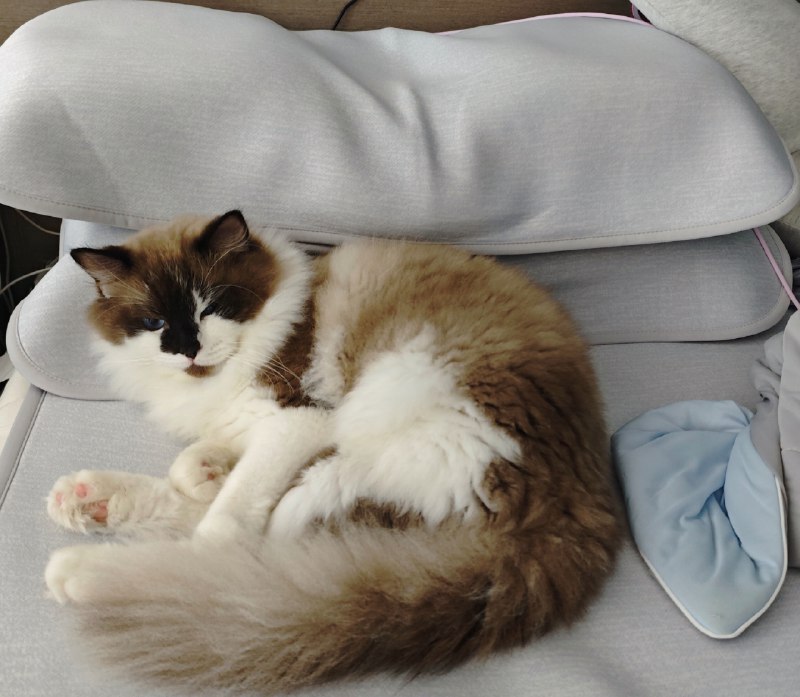 #碎碎念 #猫 一不注意就猫占鱼巢了😡😡可乐坏，这是我要躺的床！#碎碎念 #猫 一不注意就猫占鱼巢了😡😡可乐坏，这是我要躺的床！