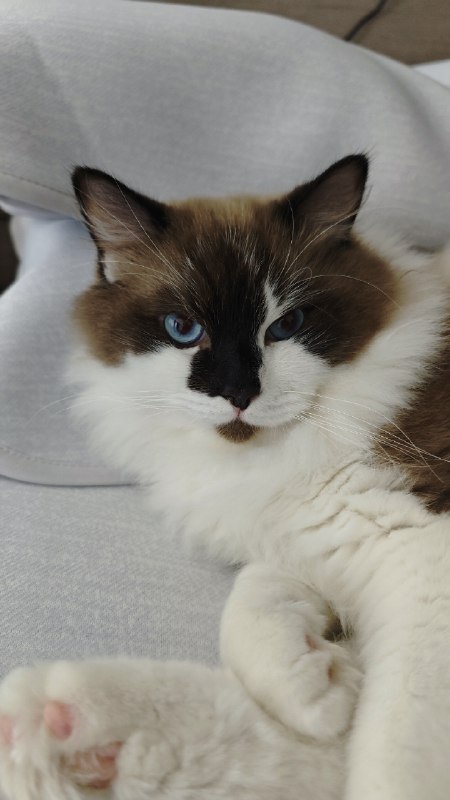 #碎碎念 #猫 一不注意就猫占鱼巢了😡😡可乐坏，这是我要躺的床！#碎碎念 #猫 一不注意就猫占鱼巢了😡😡可乐坏，这是我要躺的床！