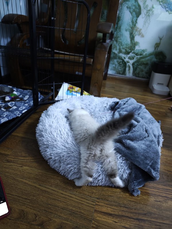 #碎碎念新喵到家，今天折腾了一天做准备，给弟弟在楼上养，先隔离嘿嘿嘿​是只公的小布偶！超小一只，3个多月大！腊八也是有小弟弟了ww名字等周末我妹妹回来再一块取！果然养喵只有0和无数只（bushi）#碎碎念新喵到家，今天折腾了一天做准备，给弟弟在楼上养，先隔离嘿嘿嘿​是只公的小布偶！超小一只，3个多月大！腊八也是有小弟弟了ww名字等周末我妹妹回来再一块取！果然养喵只有0和无数只（bushi）