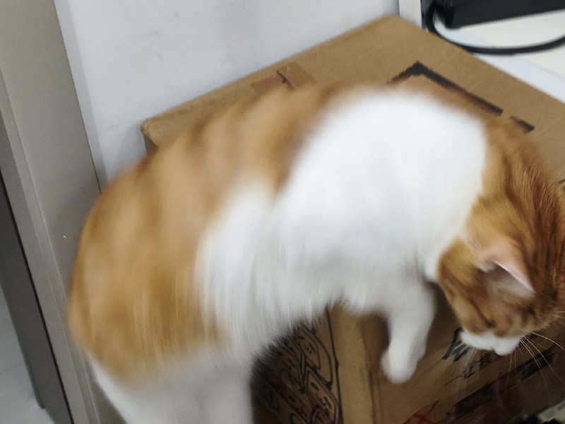 #碎碎念 #猫有笨猫这个姿势躺着然后转个身啪叽掉下去了正好被我拍到了发出来大家一起笑x#碎碎念 #猫有笨猫这个姿势躺着然后转个身啪叽掉下去了正好被我拍到了发出来大家一起笑x