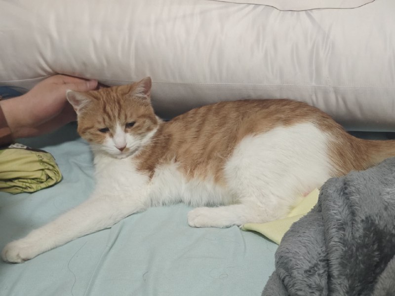 #猫 #碎碎念想刀人的眼神是藏不住的#猫 #碎碎念想刀人的眼神是藏不住的