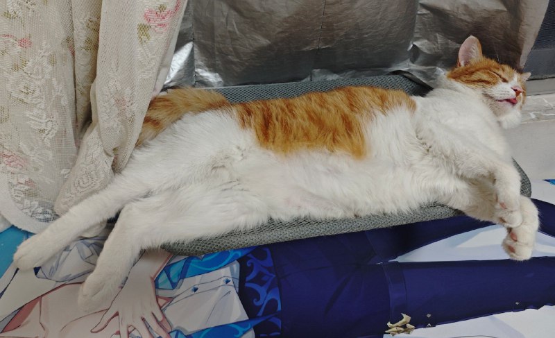 猫好，人坏猫好，人坏