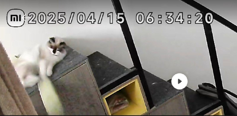 《关于我起床之后一只拖鞋找不到了这件事》查监控破案了，可乐，坏！《关于我起床之后一只拖鞋找不到了这件事》查监控破案了，可乐，坏！