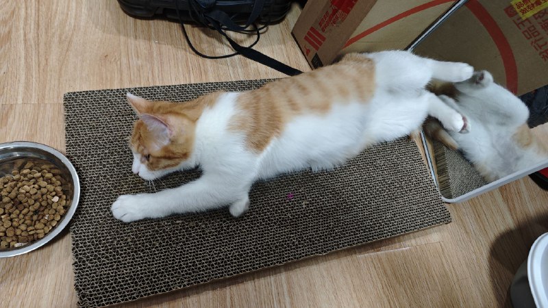 #碎碎念 #猫现在是 2024 年 2 月 22 日 22 点，祝大家猫の日快乐！一直很想养猫，买齐了东西之后终于！从闲鱼上小姐姐那里领养了一只橘白，因为小姐姐是在腊八救助的它所以叫腊八，小姐姐人真好呜呜呜#碎碎念 #猫现在是 2024 年 2 月 22 日 22 点，祝大家猫の日快乐！一直很想养猫，买齐了东西之后终于！从闲鱼上小姐姐那里领养了一只橘白，因为小姐姐是在腊八救助的它所以叫腊八，小姐姐人真好呜呜呜