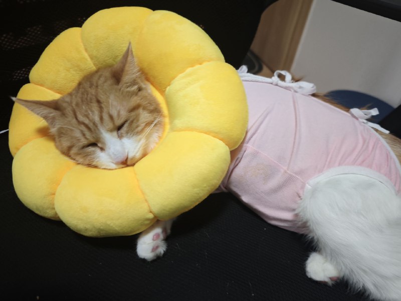 伊丽莎白圈不太舒服，给她买了个软圈，可爱晕了而且明显比原来的硬圈舒服（反正一天到晚看着，还有手术衣）伊丽莎白圈不太舒服，给她买了个软圈，可爱晕了而且明显比原来的硬圈舒服（反正一天到晚看着，还有手术衣）