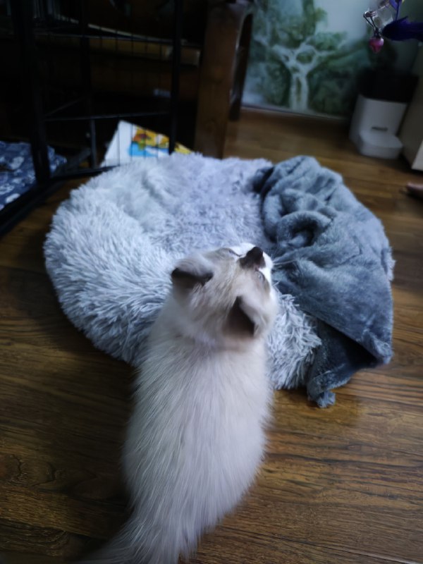 #碎碎念新喵到家，今天折腾了一天做准备，给弟弟在楼上养，先隔离嘿嘿嘿​是只公的小布偶！超小一只，3个多月大！腊八也是有小弟弟了ww名字等周末我妹妹回来再一块取！果然养喵只有0和无数只（bushi）#碎碎念新喵到家，今天折腾了一天做准备，给弟弟在楼上养，先隔离嘿嘿嘿​是只公的小布偶！超小一只，3个多月大！腊八也是有小弟弟了ww名字等周末我妹妹回来再一块取！果然养喵只有0和无数只（bushi）