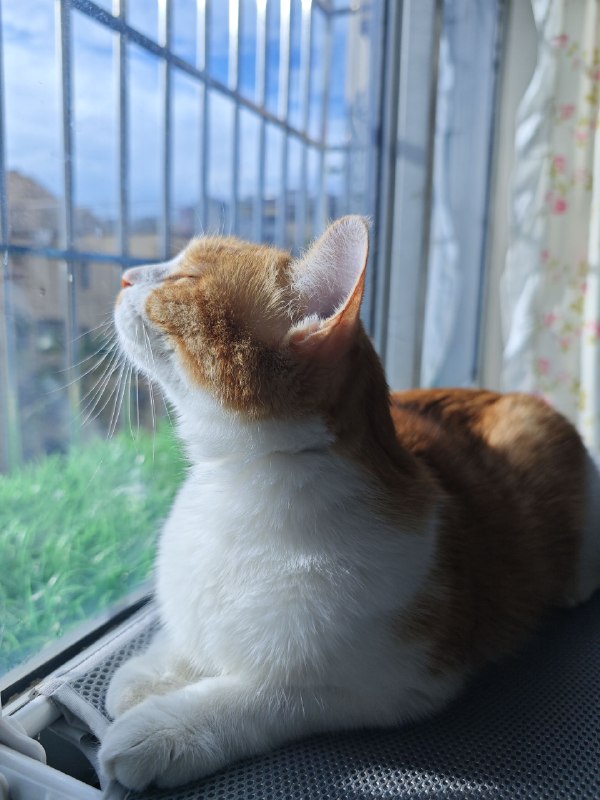 #猫 #碎碎念腊八真的好喜欢这个吸盘吊床耶#猫 #碎碎念腊八真的好喜欢这个吸盘吊床耶