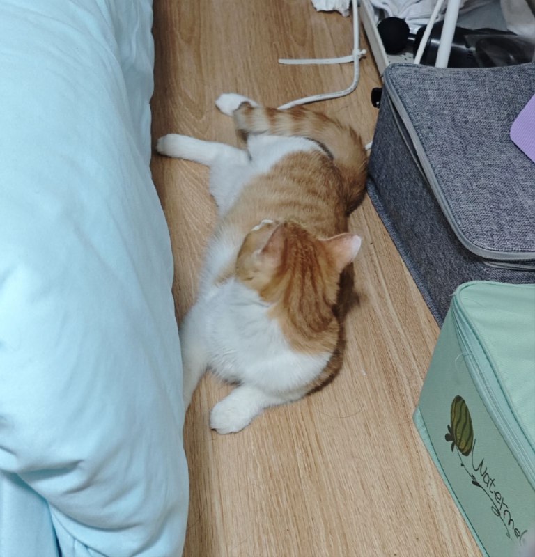 #碎碎念 #猫现在是 2024 年 2 月 22 日 22 点，祝大家猫の日快乐！一直很想养猫，买齐了东西之后终于！从闲鱼上小姐姐那里领养了一只橘白，因为小姐姐是在腊八救助的它所以叫腊八，小姐姐人真好呜呜呜#碎碎念 #猫现在是 2024 年 2 月 22 日 22 点，祝大家猫の日快乐！一直很想养猫，买齐了东西之后终于！从闲鱼上小姐姐那里领养了一只橘白，因为小姐姐是在腊八救助的它所以叫腊八，小姐姐人真好呜呜呜