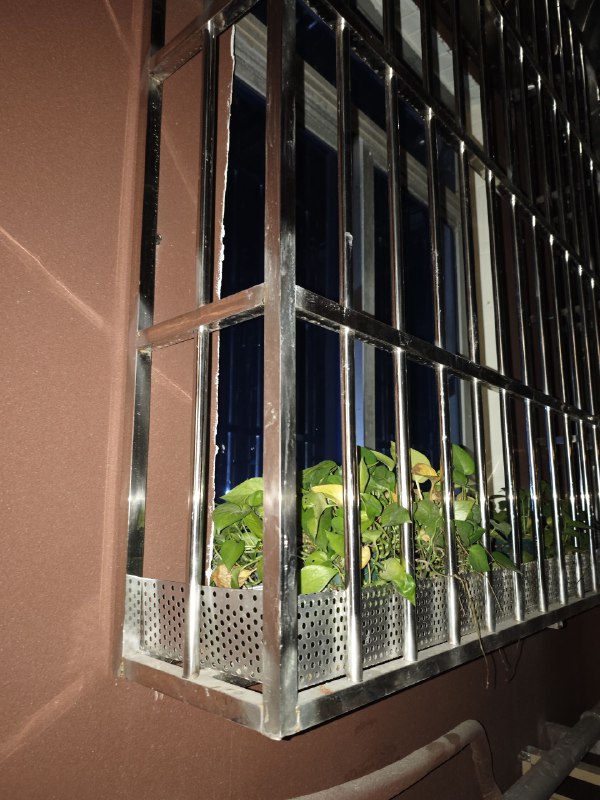 #碎碎念她是真能藏，1B的小姐姐看到告示之后说今天白天看到她在她们窗台上卧了一天，然后我赶紧麻溜的去一看发现还在窗台上，在外边看不到因为被这堆草完美的挡住了……怂猫怎么在外边也这么怂啊！！！平安回来就好回来就好😭😭不枉我找了这么久#碎碎念她是真能藏，1B的小姐姐看到告示之后说今天白天看到她在她们窗台上卧了一天，然后我赶紧麻溜的去一看发现还在窗台上，在外边看不到因为被这堆草完美的挡住了……怂猫怎么在外边也这么怂啊！！！平安回来就好回来就好😭😭不枉我找了这么久