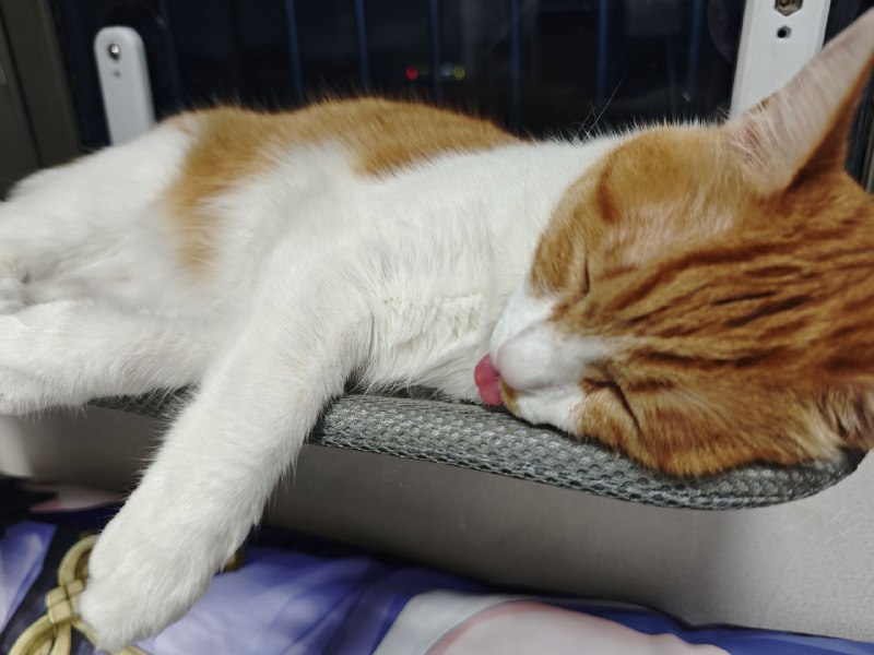 小猫咪吐舌头不就是让我摸的吗hiahiahia小猫咪吐舌头不就是让我摸的吗hiahiahia