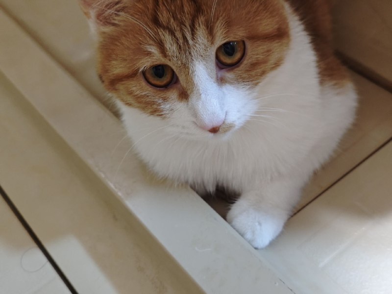 笨喵揣手手笨喵追尾巴笨喵揣手手笨喵追尾巴