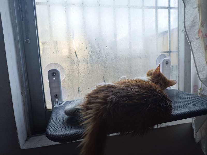 #猫 #碎碎念下雨晒橘猫#猫 #碎碎念下雨晒橘猫