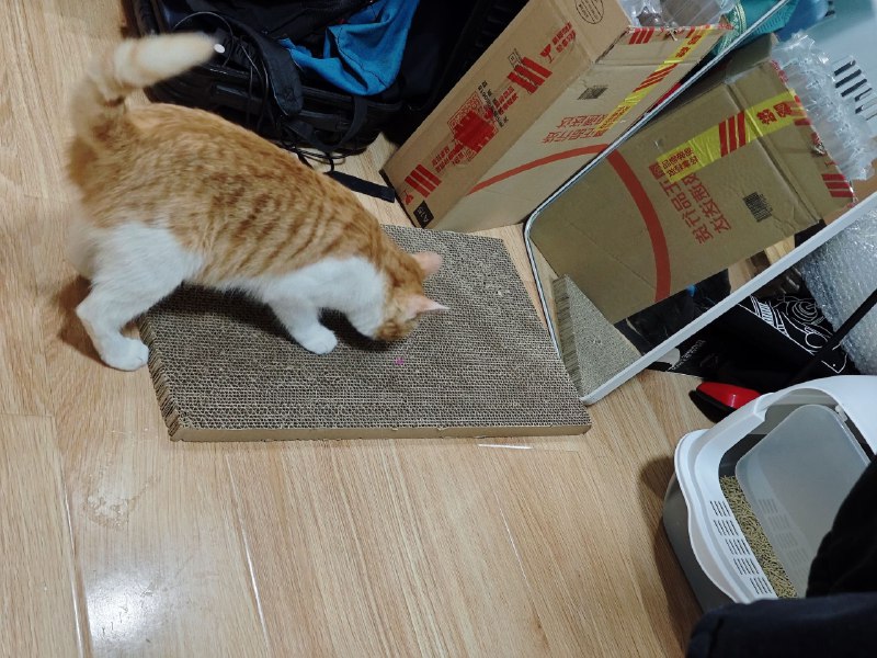 #碎碎念 #猫现在是 2024 年 2 月 22 日 22 点，祝大家猫の日快乐！一直很想养猫，买齐了东西之后终于！从闲鱼上小姐姐那里领养了一只橘白，因为小姐姐是在腊八救助的它所以叫腊八，小姐姐人真好呜呜呜#碎碎念 #猫现在是 2024 年 2 月 22 日 22 点，祝大家猫の日快乐！一直很想养猫，买齐了东西之后终于！从闲鱼上小姐姐那里领养了一只橘白，因为小姐姐是在腊八救助的它所以叫腊八，小姐姐人真好呜呜呜