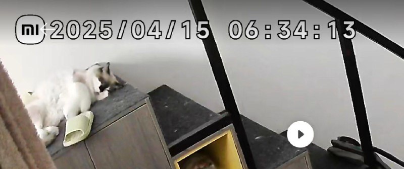 《关于我起床之后一只拖鞋找不到了这件事》查监控破案了，可乐，坏！《关于我起床之后一只拖鞋找不到了这件事》查监控破案了，可乐，坏！