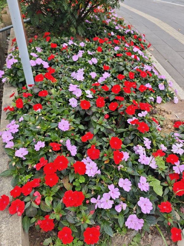 #碎碎念 #旅游 看花花！看海海！喜欢！在南澳第一沙滩