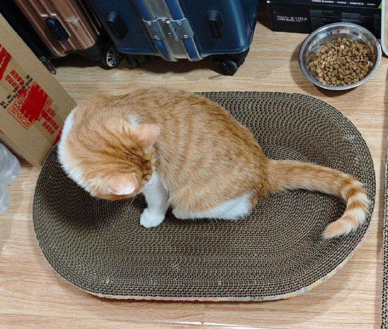 #猫 #碎碎念好白……好可爱……好美……好喜欢……好爱~~已经变成腊八的样子了，awsl#猫 #碎碎念好白……好可爱……好美……好喜欢……好爱~~已经变成腊八的样子了，awsl