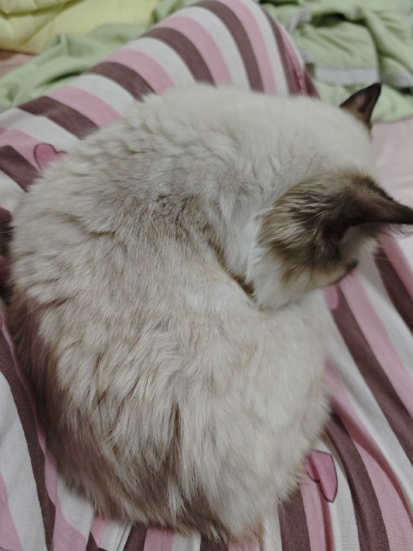 #猫 一团毛绒球天天趴身上#猫 一团毛绒球天天趴身上