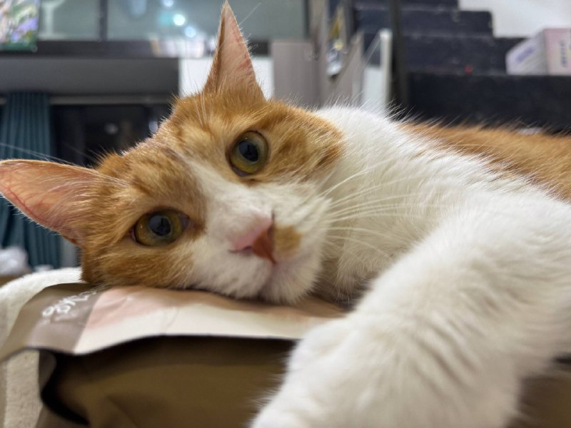 #猫 #碎碎念 腊八腊八腊八可爱死我了