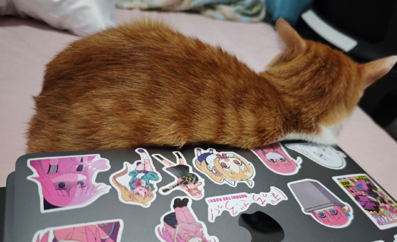 #碎碎念这🐱还靠着声明一下这么多贴纸不是我贴的我可不会这么丧心病狂#碎碎念这🐱还靠着声明一下这么多贴纸不是我贴的我可不会这么丧心病狂