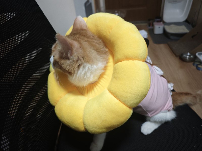 伊丽莎白圈不太舒服，给她买了个软圈，可爱晕了而且明显比原来的硬圈舒服（反正一天到晚看着，还有手术衣）伊丽莎白圈不太舒服，给她买了个软圈，可爱晕了而且明显比原来的硬圈舒服（反正一天到晚看着，还有手术衣）