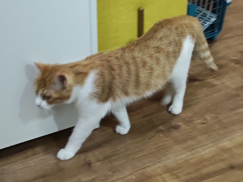 #碎碎念 #猫现在是 2024 年 2 月 22 日 22 点，祝大家猫の日快乐！一直很想养猫，买齐了东西之后终于！从闲鱼上小姐姐那里领养了一只橘白，因为小姐姐是在腊八救助的它所以叫腊八，小姐姐人真好呜呜呜#碎碎念 #猫现在是 2024 年 2 月 22 日 22 点，祝大家猫の日快乐！一直很想养猫，买齐了东西之后终于！从闲鱼上小姐姐那里领养了一只橘白，因为小姐姐是在腊八救助的它所以叫腊八，小姐姐人真好呜呜呜