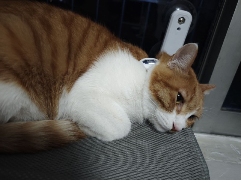 项圈到了，腊八带上满脸写着生无可恋项圈到了，腊八带上满脸写着生无可恋