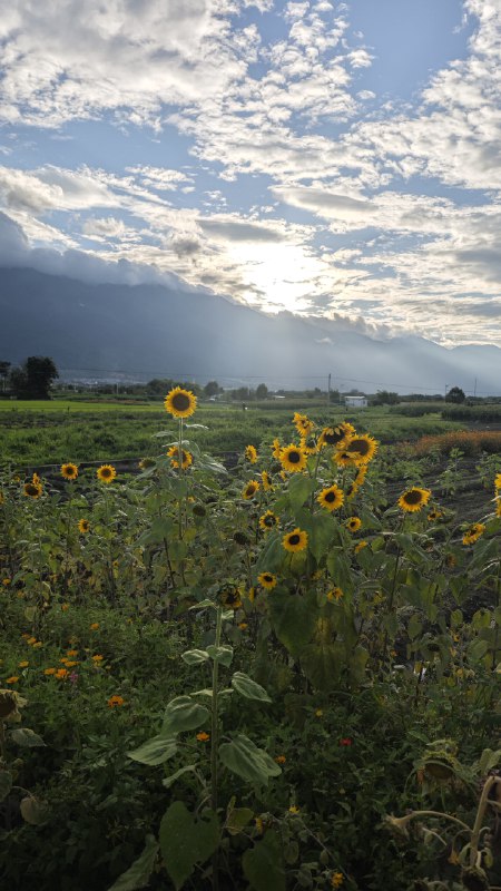 #碎碎念 #旅游 这个向日葵很有感觉所以给大家看看 🥰🥰