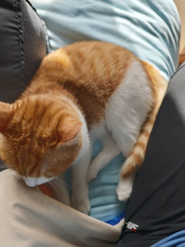 #猫 #碎碎念p1 猫和老鼠p2 还在gop3 表情包p4 不太聪明的样子小猫咪生来就是要被撸的呜呜呜#猫 #碎碎念p1 猫和老鼠p2 还在gop3 表情包p4 不太聪明的样子小猫咪生来就是要被撸的呜呜呜