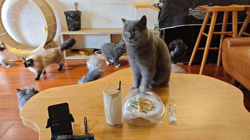 #碎碎念 #猫 #狗 今日办公环境！#碎碎念 #猫 #狗 今日办公环境！