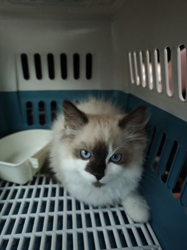 #碎碎念新喵到家，今天折腾了一天做准备，给弟弟在楼上养，先隔离嘿嘿嘿​是只公的小布偶！超小一只，3个多月大！腊八也是有小弟弟了ww名字等周末我妹妹回来再一块取！果然养喵只有0和无数只（bushi）#碎碎念新喵到家，今天折腾了一天做准备，给弟弟在楼上养，先隔离嘿嘿嘿​是只公的小布偶！超小一只，3个多月大！腊八也是有小弟弟了ww名字等周末我妹妹回来再一块取！果然养喵只有0和无数只（bushi）