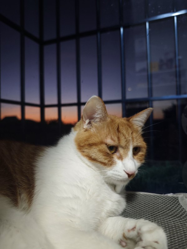 晚霞跟🐱晚霞跟🐱