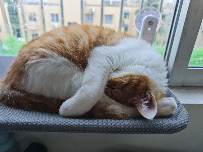 #碎碎念喵喵抱头睡觉装机！#碎碎念喵喵抱头睡觉装机！