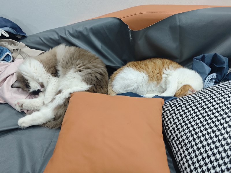 #碎碎念 #猫1024 快乐！！请看左右旋猫猫！！#碎碎念 #猫1024 快乐！！请看左右旋猫猫！！