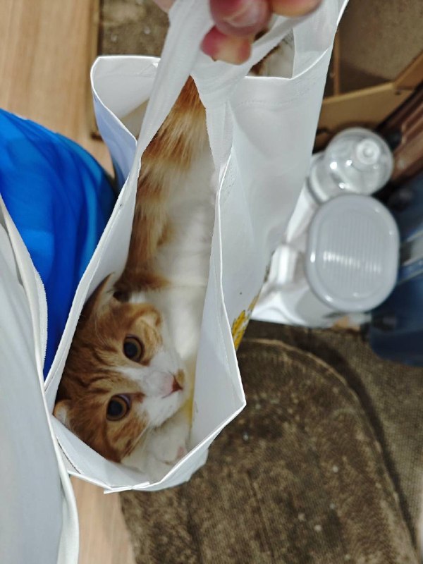 #碎碎念 #猫您好，您预定的一袋小腊八到了（她自己钻进去了躺的还很舒服！没忍住托起来挂门上了可爱昏了）#碎碎念 #猫您好，您预定的一袋小腊八到了（她自己钻进去了躺的还很舒服！没忍住托起来挂门上了可爱昏了）