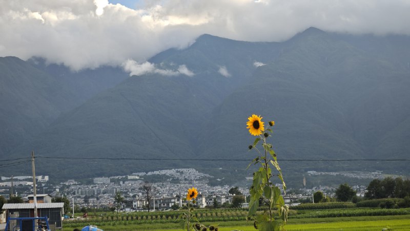 #碎碎念 #旅游 这个向日葵很有感觉所以给大家看看 🥰🥰
