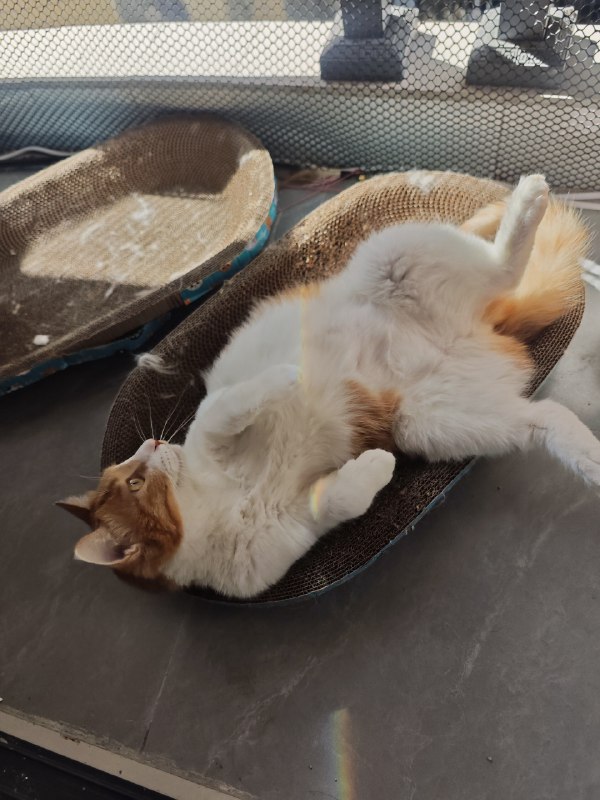 #碎碎念 #猫彩虹橘猫只有我家有！（x）#碎碎念 #猫彩虹橘猫只有我家有！（x）