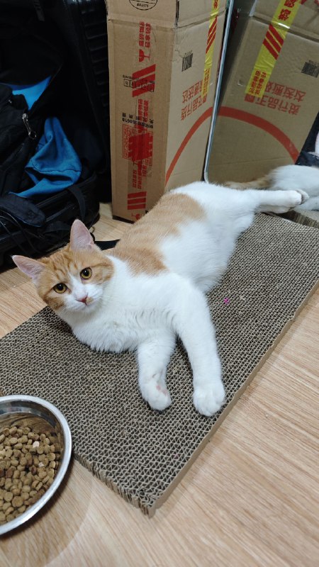 #碎碎念 #猫现在是 2024 年 2 月 22 日 22 点，祝大家猫の日快乐！一直很想养猫，买齐了东西之后终于！从闲鱼上小姐姐那里领养了一只橘白，因为小姐姐是在腊八救助的它所以叫腊八，小姐姐人真好呜呜呜#碎碎念 #猫现在是 2024 年 2 月 22 日 22 点，祝大家猫の日快乐！一直很想养猫，买齐了东西之后终于！从闲鱼上小姐姐那里领养了一只橘白，因为小姐姐是在腊八救助的它所以叫腊八，小姐姐人真好呜呜呜