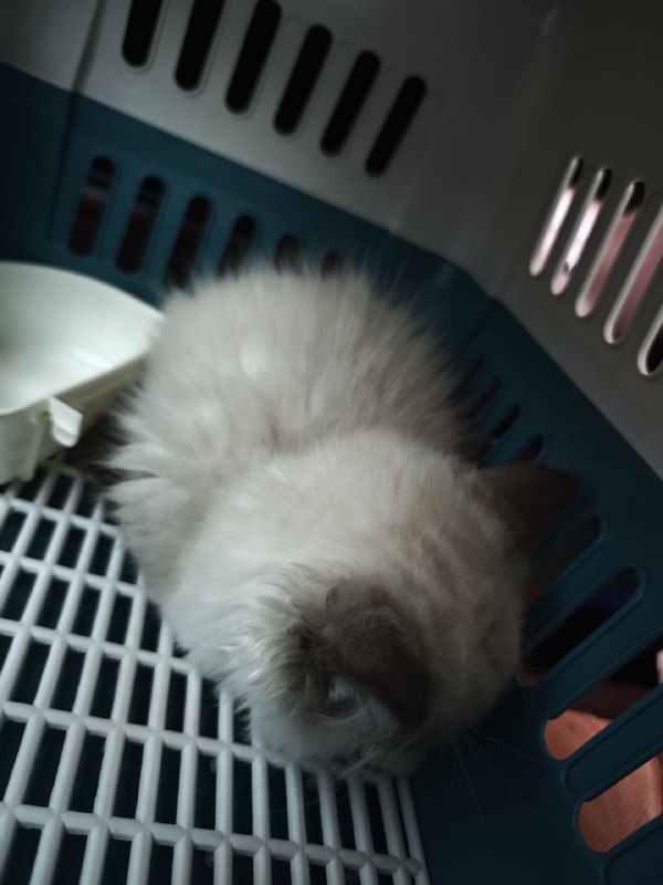 #碎碎念新喵到家，今天折腾了一天做准备，给弟弟在楼上养，先隔离嘿嘿嘿​是只公的小布偶！超小一只，3个多月大！腊八也是有小弟弟了ww名字等周末我妹妹回来再一块取！果然养喵只有0和无数只（bushi）#碎碎念新喵到家，今天折腾了一天做准备，给弟弟在楼上养，先隔离嘿嘿嘿​是只公的小布偶！超小一只，3个多月大！腊八也是有小弟弟了ww名字等周末我妹妹回来再一块取！果然养喵只有0和无数只（bushi）