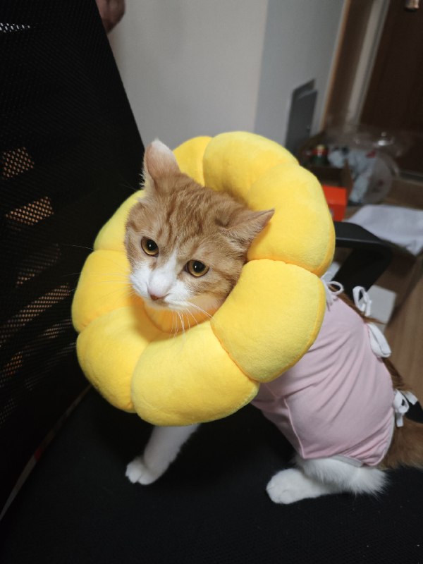 伊丽莎白圈不太舒服，给她买了个软圈，可爱晕了而且明显比原来的硬圈舒服（反正一天到晚看着，还有手术衣）伊丽莎白圈不太舒服，给她买了个软圈，可爱晕了而且明显比原来的硬圈舒服（反正一天到晚看着，还有手术衣）