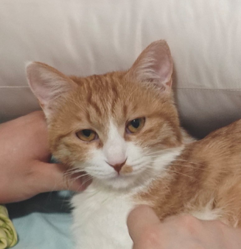 #猫 #碎碎念想刀人的眼神是藏不住的#猫 #碎碎念想刀人的眼神是藏不住的