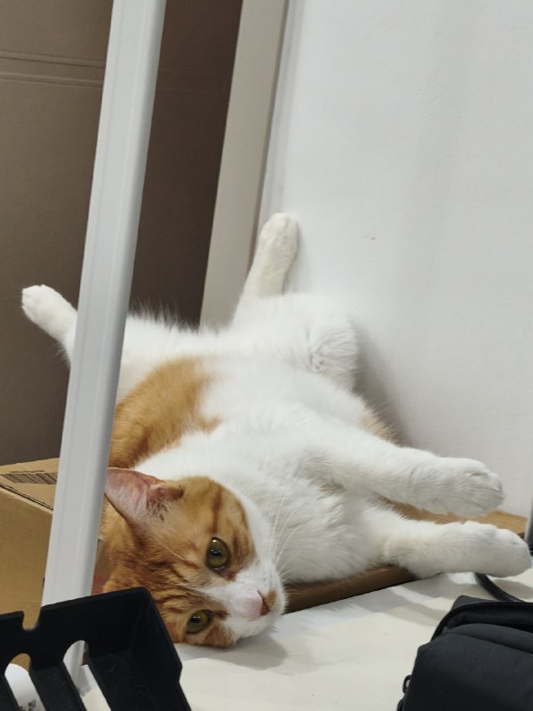 #碎碎念 #猫有笨猫这个姿势躺着然后转个身啪叽掉下去了正好被我拍到了发出来大家一起笑x#碎碎念 #猫有笨猫这个姿势躺着然后转个身啪叽掉下去了正好被我拍到了发出来大家一起笑x