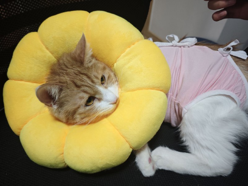 伊丽莎白圈不太舒服，给她买了个软圈，可爱晕了而且明显比原来的硬圈舒服（反正一天到晚看着，还有手术衣）伊丽莎白圈不太舒服，给她买了个软圈，可爱晕了而且明显比原来的硬圈舒服（反正一天到晚看着，还有手术衣）