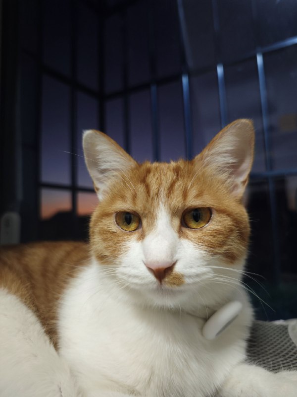 晚霞跟🐱晚霞跟🐱