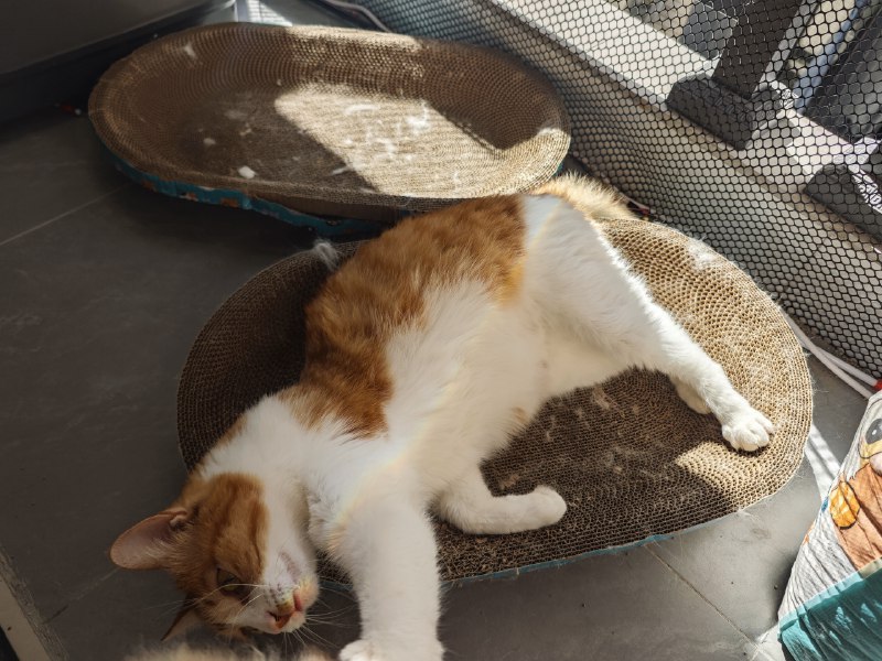 #碎碎念 #猫彩虹橘猫只有我家有！（x）#碎碎念 #猫彩虹橘猫只有我家有！（x）